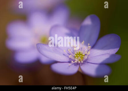 Nahaufnahme des gemeinsamen Leberblümchen (Anemone Hepatica) auf dem Waldboden im zeitigen Frühjahr, Oberpfalz, Bayern, Deutschland Stockfoto