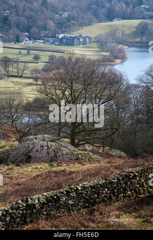 Eiche im frühen Frühjahr neben einem Wanderweg mit Blick auf Grasmere Cumbria Lake District, England Stockfoto