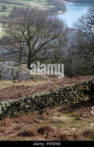 Eiche im frühen Frühjahr neben einem Wanderweg mit Blick auf Grasmere Cumbria Lake District, England Stockfoto