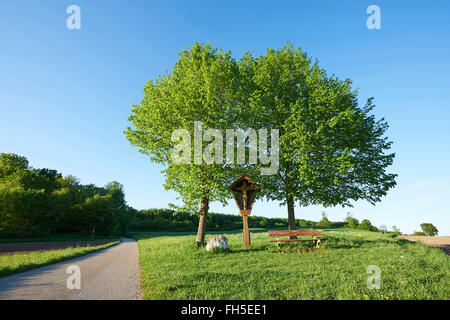 Landschaft mit Silber-Birke (Betula Pendel) Bäume auf der Wiese am sonnigen Tag im Frühling, Bayern, Deutschland Stockfoto