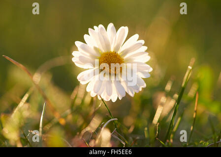Nahaufnahme des gemeinsamen Gänseblümchen (Bellis Perennis) in Wiese im Frühjahr, Oberpfalz, Bayern, Deutschland Stockfoto