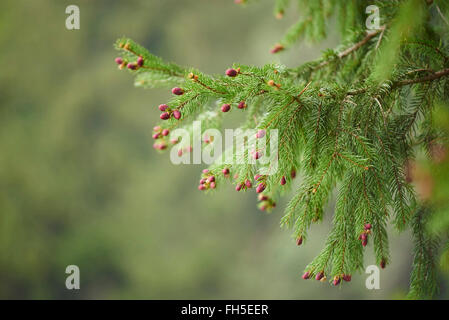 Nahaufnahme von Young-Fichte (Picea Abies) Kegel im Frühjahr, Bayern, Deutschland Stockfoto