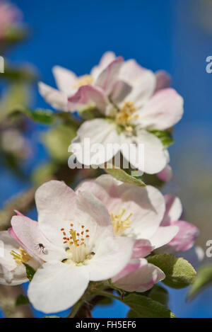 Nahaufnahme der Apfel (Malus Domestica) blüht im Frühjahr, Bayern, Deutschland Stockfoto