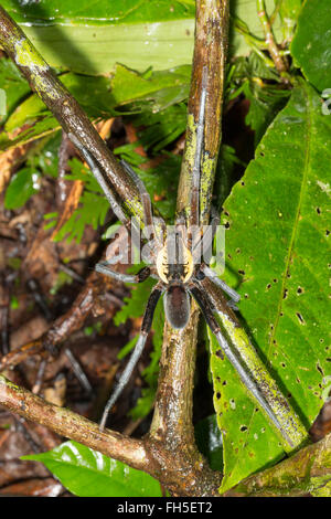 Giant Fishing Spider (Ancylometes sp.) Männchen mit erweiterten Pedipalpen im in der Provinz Pastaza, der Amazonas-Regenwald Stockfoto