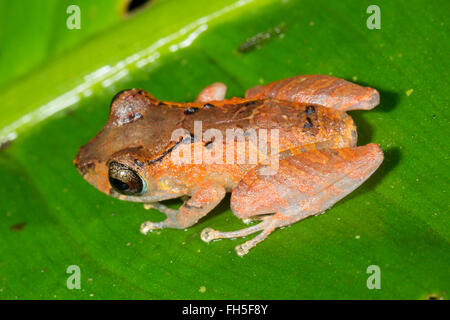 Kichwa Regen Frosch (Pristimatis Kichwarum) in den Regenwald, Provinz Pastaza, Ecuador Stockfoto