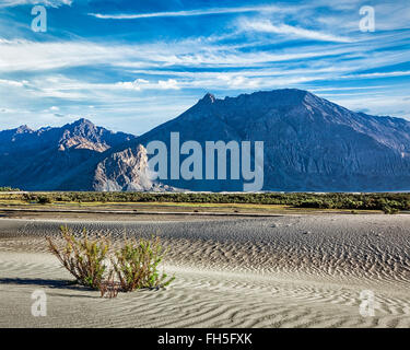 Sanddünen in Ladakh Nubra Tal Stockfoto