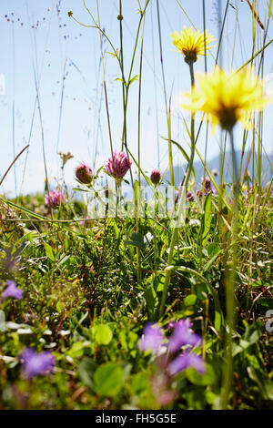 Blumenwiese im Sommer, Strobl, Salzburger Land, Österreich Stockfoto