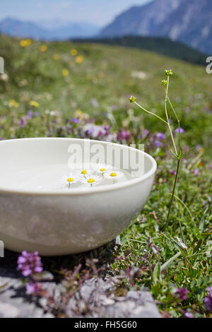 Nahaufnahme der Schüssel mit Wasser und Kamille, Strobl, Salzburger Land, Österreich Stockfoto