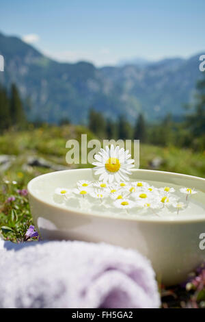 Oxeye Daisy auf Schüssel mit Wasser und Kamille, Strobl, Salzburger Land, Österreich Stockfoto