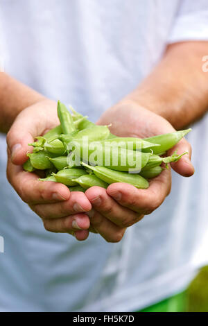 Hände des Mannes hält frisch gepflückten Zucker Zuckerschoten im Freien, Toronto, Ontario, Kanada Stockfoto