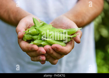 Hände des Mannes hält frisch gepflückten Zucker Zuckerschoten im Freien, Toronto, Ontario, Kanada Stockfoto
