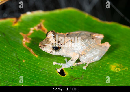 Kichwa Regen Frosch (Pristimatis Kichwarum) in den Regenwald, Provinz Pastaza, Ecuador Stockfoto