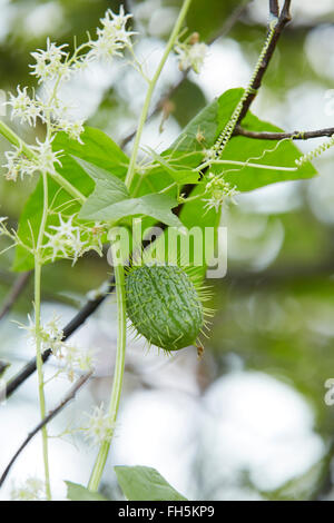 Nahaufnahme der Wildpflanze Gurke (Echinocystis Lobata), Prince Edward Island, Canada Stockfoto