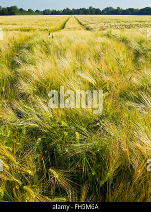 Weizenfeld mit Reifenspuren im Hintergrund, Deutschland Stockfoto