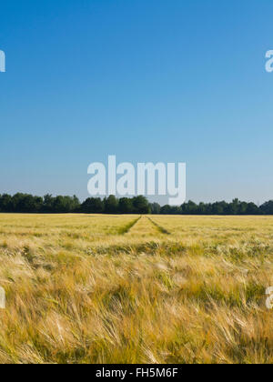 Weizenfeld mit Reifenspuren im Hintergrund, Deutschland Stockfoto