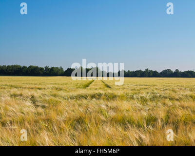 Weizenfeld mit Reifenspuren im Hintergrund, Deutschland Stockfoto