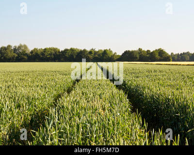 Weizenfeld mit Reifenspuren, Deutschland Stockfoto