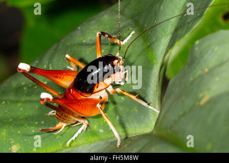 White-kneed König cricket (Papauaistus SP.) in den Regenwald, Provinz Pastaza, Ecuador Stockfoto