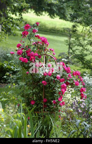 Rosa WILLIAM BAFFIN, Bergsteiger, Strauch, Hybrid, stieg Stockfoto