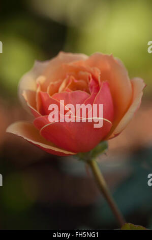 Rose über Gesicht Stockfoto