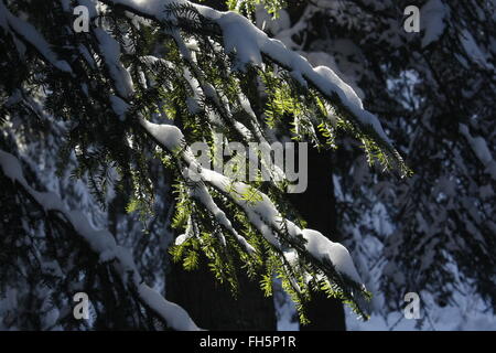 Sonnigen Winter in polnischen Bergen Stockfoto