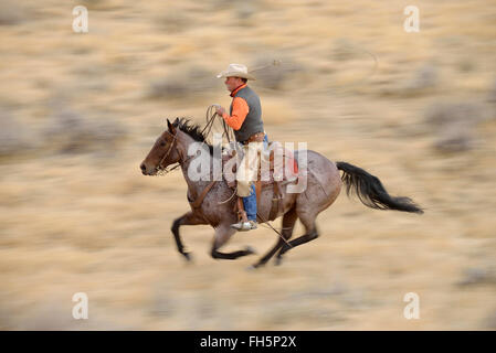 Bewegungsunschärfe Cowboy auf Pferd im Galopp in Wildnis, Rocky Mountains, Wyoming, USA Stockfoto