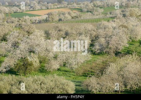 Draufsicht der Kirschbaum Obstgärten, in Blüte, Frühling. Baden-Württemberg, Schwarzwald, Deutschland. Stockfoto