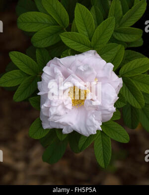 Rosa, Rose Schnee Pflaster, Hybrid Rugosa, Stockfoto