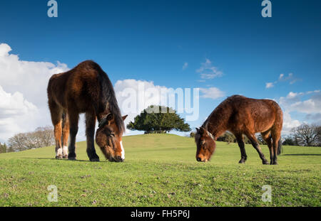 New Forest Ponys grasen auf der Bolton Sitzbank, Lyndhurst im New Forest National Park Stockfoto