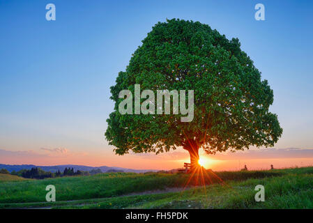 Linde (Tilia) und Parkbank in Wiese am Sonnenuntergang, Frühling. Irschenberg, Miesbach, Bayern, Deutschland. Stockfoto
