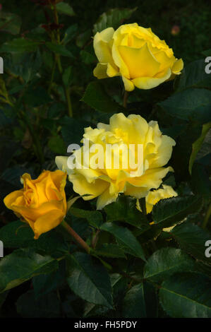 Gelb, Floribunda Rose Sunsprite Stockfoto