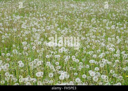 Löwenzahn (Taraxacum Officinale) Samenköpfe (Löwenzahn Uhren) auf Wiese. Bayern, Deutschland. Stockfoto