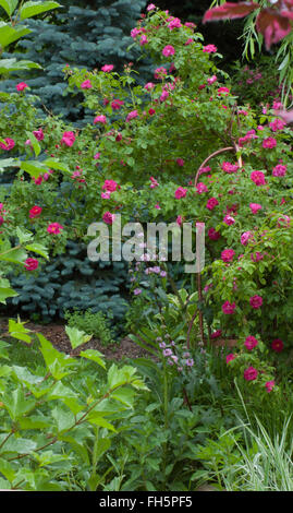 Rosa, Rose William Baffin, Bergsteiger, Kordesii, Stockfoto