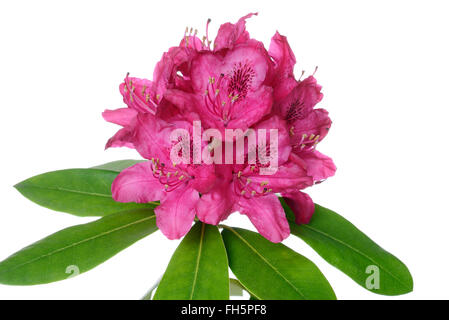 Rosa Rhododendron, weißer Hintergrund, Studio gedreht auf weißem Hintergrund. Stockfoto