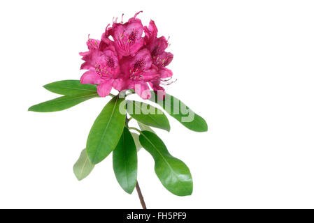 Rosa Rhododendron, weißer Hintergrund, Studio gedreht auf weißem Hintergrund. Stockfoto