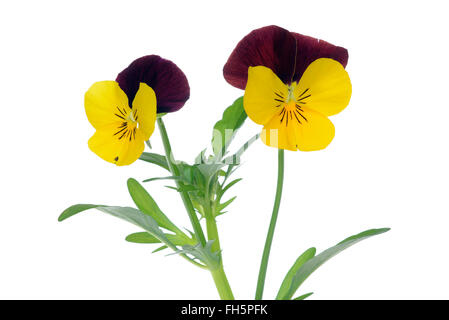 Gehörnte Stiefmütterchen (Viola Cornuta), weißer Hintergrund, Studio gedreht auf weißem Hintergrund. Stockfoto