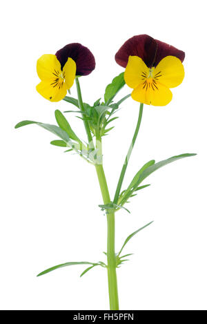 Gehörnte Stiefmütterchen (Viola Cornuta), weißer Hintergrund, Studio gedreht auf weißem Hintergrund. Stockfoto