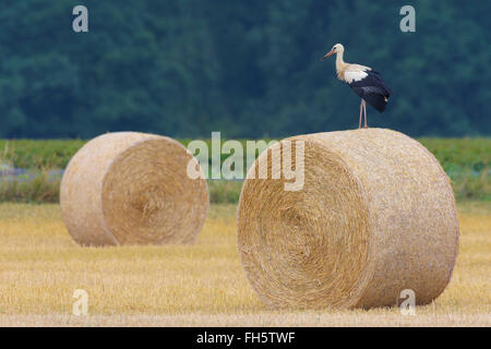 Weißstorch (Ciconia Ciconia) auf Heuballen, Hessen, Deutschland Stockfoto