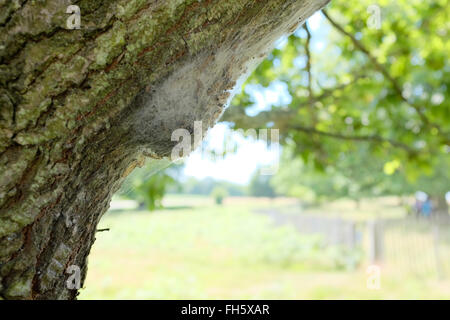 Eiche Eichenprozessionsspinner (Thaumetopoea Processionea) Larven in ihrem seidigen Nest im Richmond Park, London, UK Stockfoto