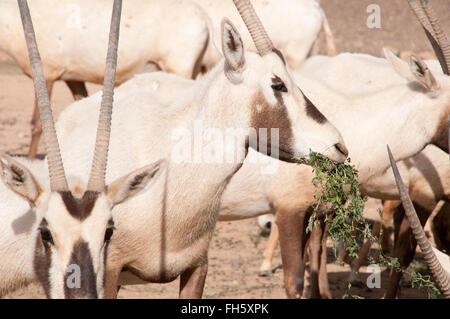 Eine Herde seltener arabischer Oryx im Shaumari Wildlife Reserve am Rande der Oase Azraq in der östlichen Wüste des Haschemitischen Königreichs Jordanien. Stockfoto