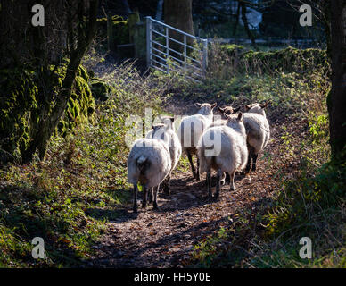 Kleine Schafherde hinunter eine grüne Spur Richtung ein Tor im Peak District Derbyshire UK Stockfoto