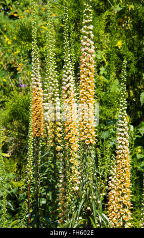 Fingerhut Digitalis Ferruginea Blumen bilden stattliche Türme in einem englischen Garten UK Stockfoto