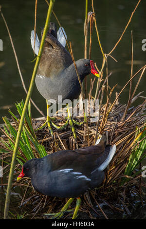 Paar Moorhen Gallinula Chloropus am nest Stockfoto