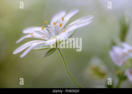 Nahaufnahme der Blüte größer Stitchwort Stockfoto
