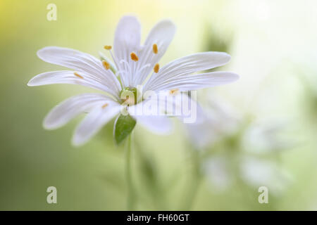 Nahaufnahme der Blüte größer Stitchwort Stockfoto