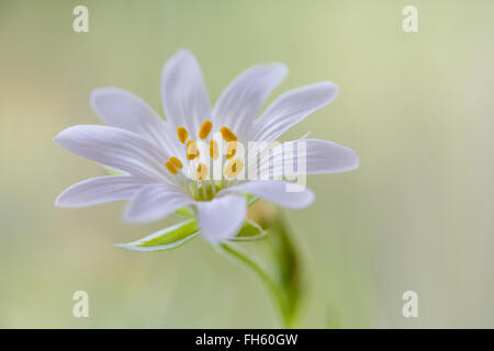 Nahaufnahme der Blüte größer Stitchwort Stockfoto