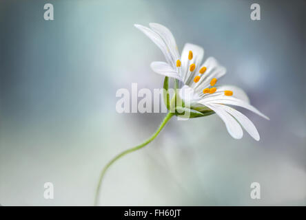 Nahaufnahme der Blüte größer Stitchwort Stockfoto
