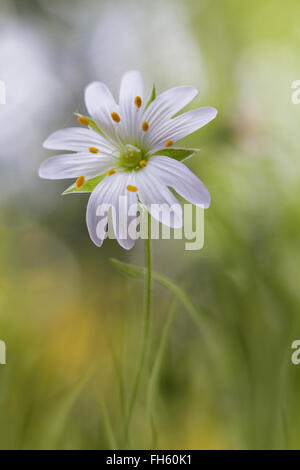 Nahaufnahme der Blüte größer Stitchwort Stockfoto