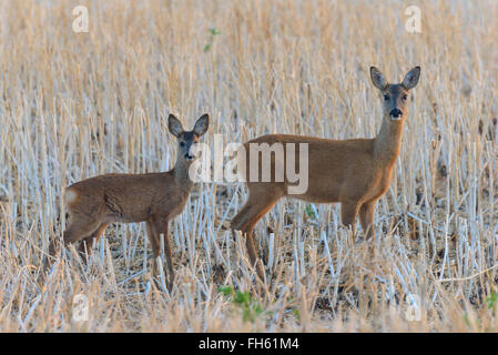 Western-Reh (Capreolus Capreolus) auf Wiese, Damhirschkuh mit Kitz, Hessen, Deutschland, Europa Stockfoto