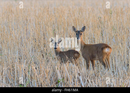 Western-Reh (Capreolus Capreolus) auf Wiese, Damhirschkuh mit Kitz, Hessen, Deutschland, Europa Stockfoto